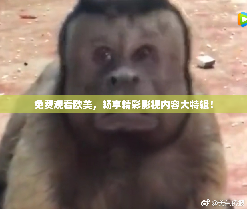 免费观看欧美，畅享精彩影视内容大特辑！