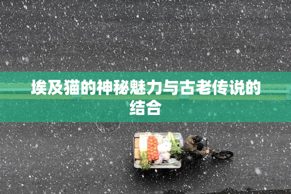 埃及猫的神秘魅力与古老传说的结合