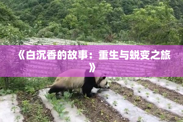 《白沉香的故事：重生与蜕变之旅》