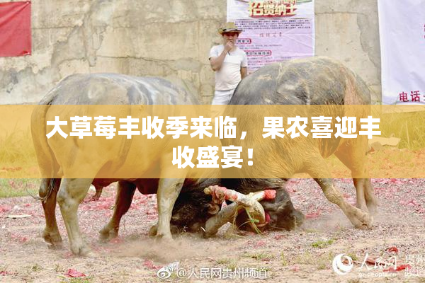 大草莓丰收季来临，果农喜迎丰收盛宴！