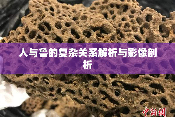 人与鲁的复杂关系解析与影像剖析