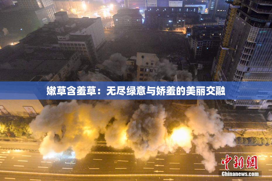 嫩草含羞草：无尽绿意与娇羞的美丽交融