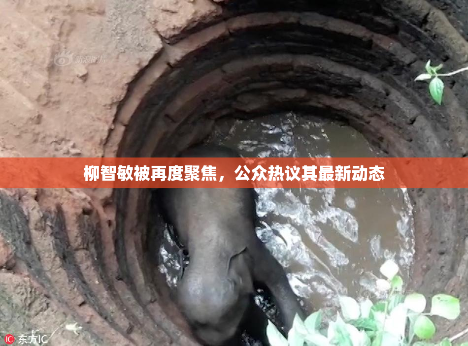 柳智敏被再度聚焦，公众热议其最新动态