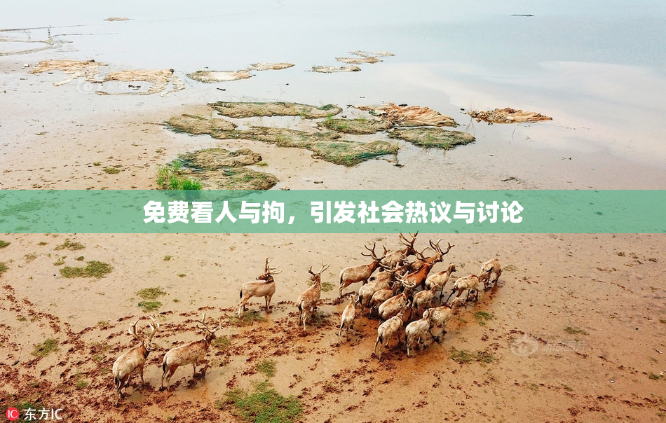 免费看人与拘，引发社会热议与讨论
