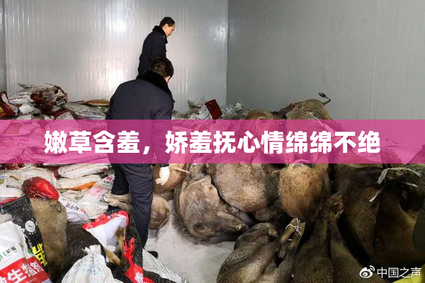 嫩草含羞，娇羞抚心情绵绵不绝