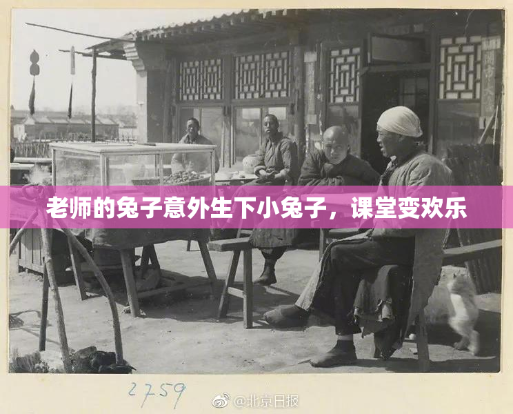 老师的兔子意外生下小兔子，课堂变欢乐