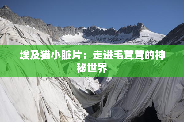 埃及猫小脏片：走进毛茸茸的神秘世界