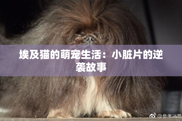 埃及猫的萌宠生活：小脏片的逆袭故事