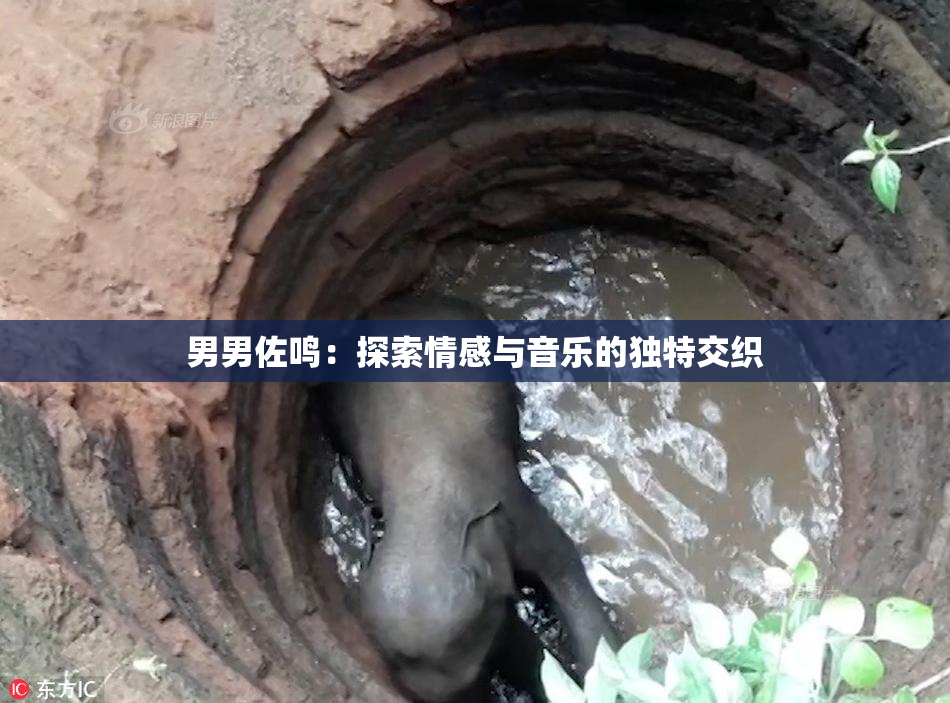 男男佐鸣：探索情感与音乐的独特交织