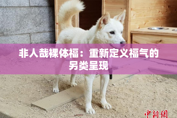 非人哉裸体福：重新定义福气的另类呈现