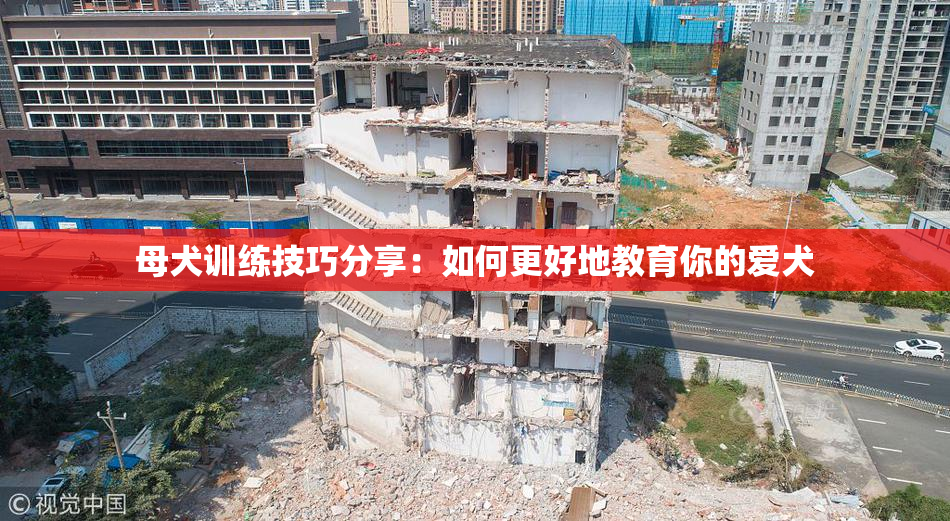 母犬训练技巧分享：如何更好地教育你的爱犬