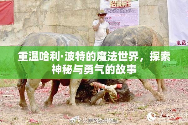 重温哈利·波特的魔法世界，探索神秘与勇气的故事