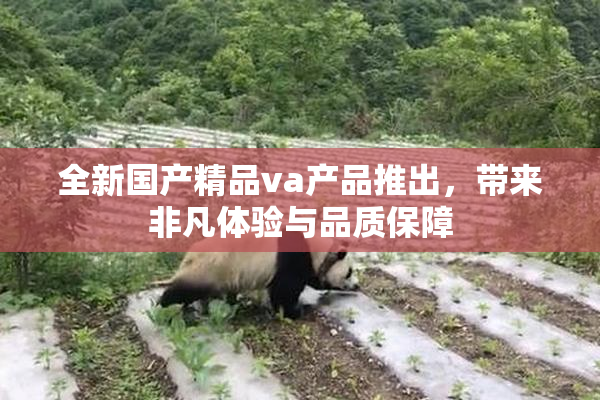 全新国产精品va产品推出，带来非凡体验与品质保障