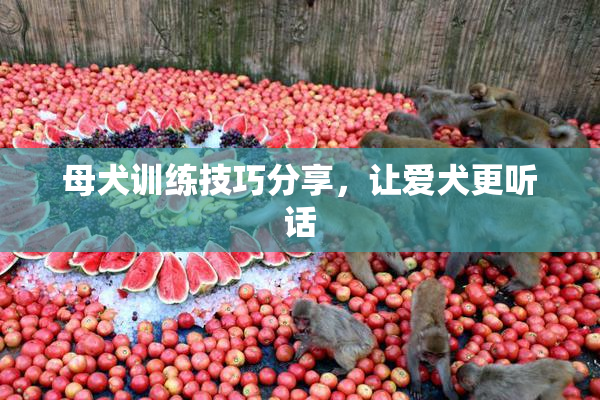 母犬训练技巧分享，让爱犬更听话