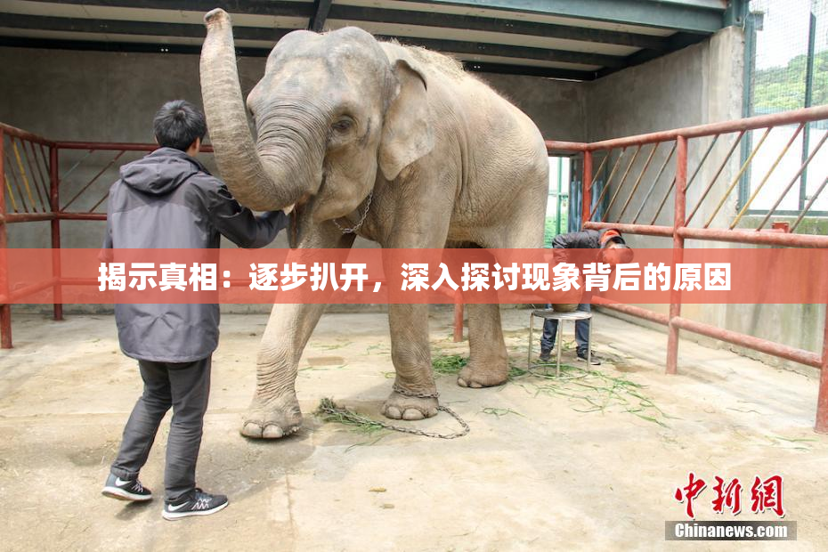 揭示真相：逐步扒开，深入探讨现象背后的原因