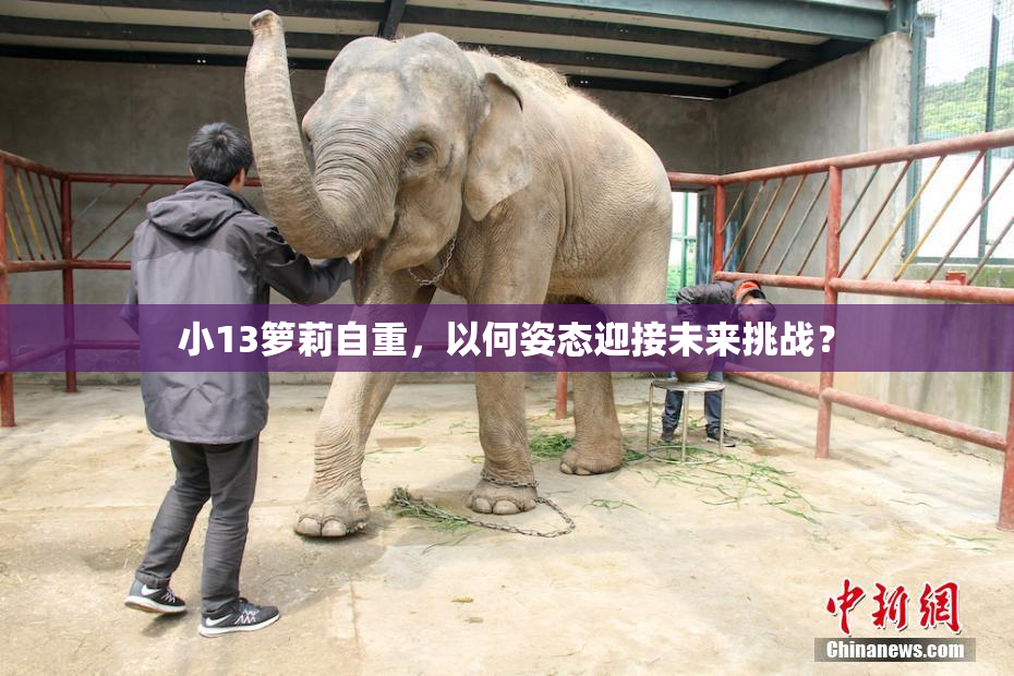 小13箩莉自重，以何姿态迎接未来挑战？