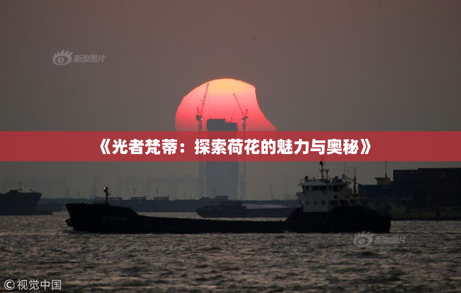 《光者梵蒂：探索荷花的魅力与奥秘》