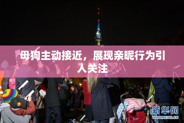 母狗主动接近，展现亲昵行为引人关注
