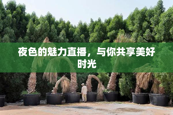 夜色的魅力直播，与你共享美好时光