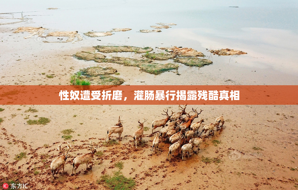 性奴遭受折磨，灌肠暴行揭露残酷真相