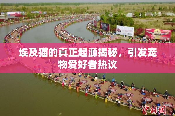 埃及猫的真正起源揭秘，引发宠物爱好者热议