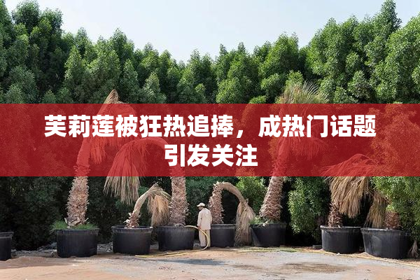 芙莉莲被狂热追捧，成热门话题引发关注