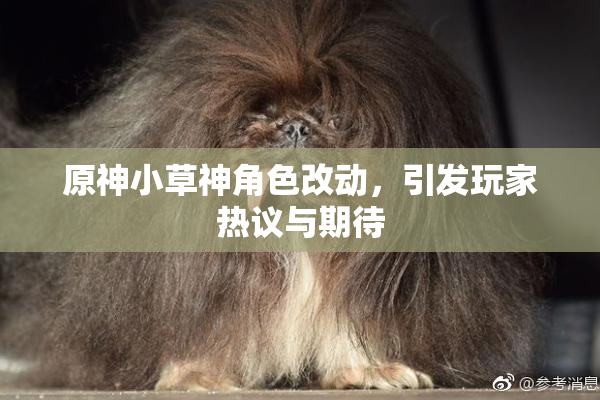 原神小草神角色改动，引发玩家热议与期待