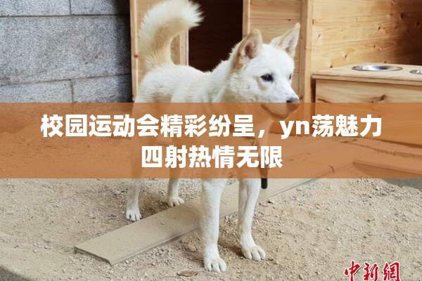 校园运动会精彩纷呈，yn荡魅力四射热情无限