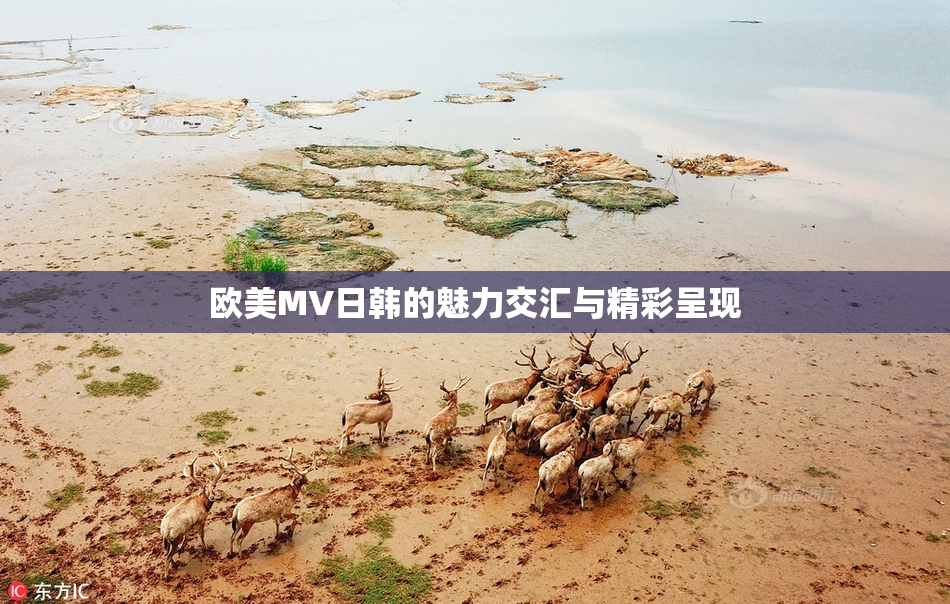 欧美MV日韩的魅力交汇与精彩呈现