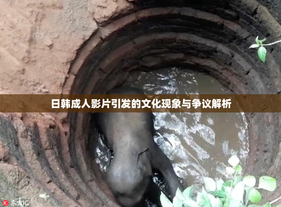 日韩成人影片引发的文化现象与争议解析