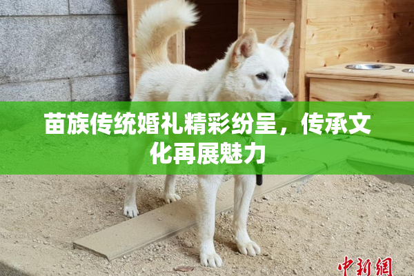 苗族传统婚礼精彩纷呈，传承文化再展魅力