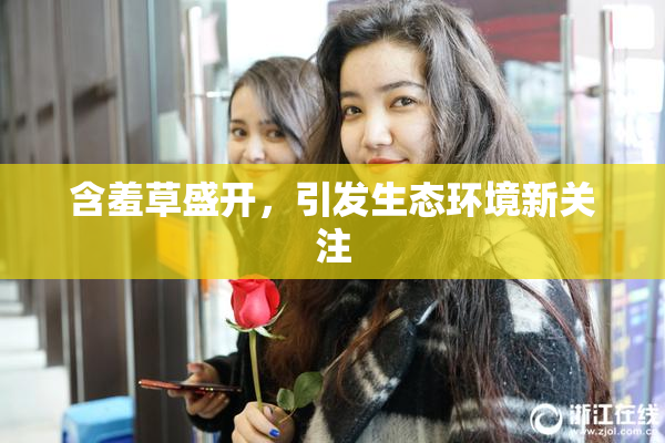 含羞草盛开，引发生态环境新关注