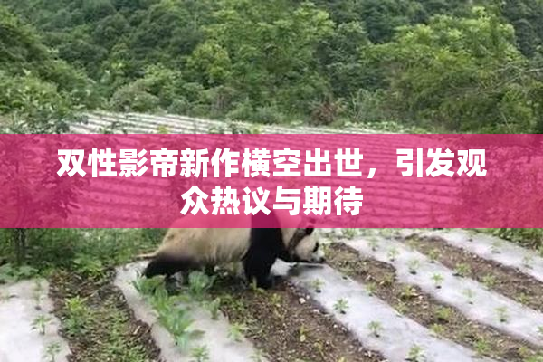 双性影帝新作横空出世，引发观众热议与期待