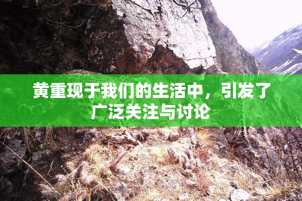 黄重现于我们的生活中，引发了广泛关注与讨论