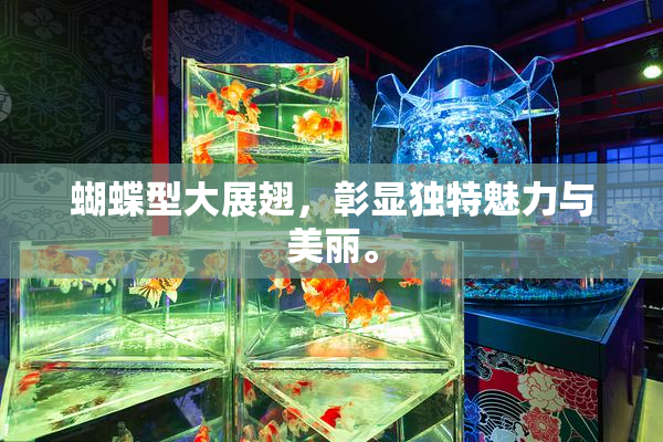 蝴蝶型大展翅，彰显独特魅力与美丽。