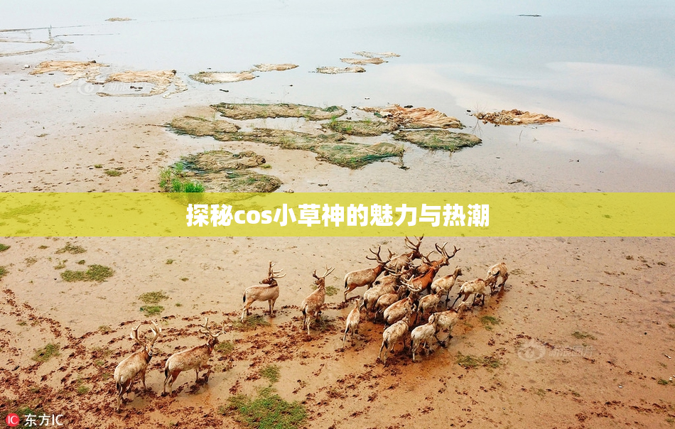 探秘cos小草神的魅力与热潮