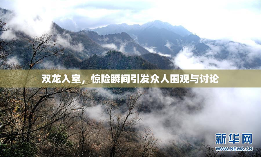 双龙入室，惊险瞬间引发众人围观与讨论