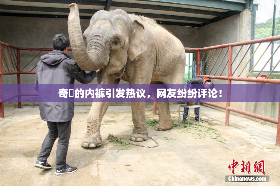 奇犽的内裤引发热议，网友纷纷评论！