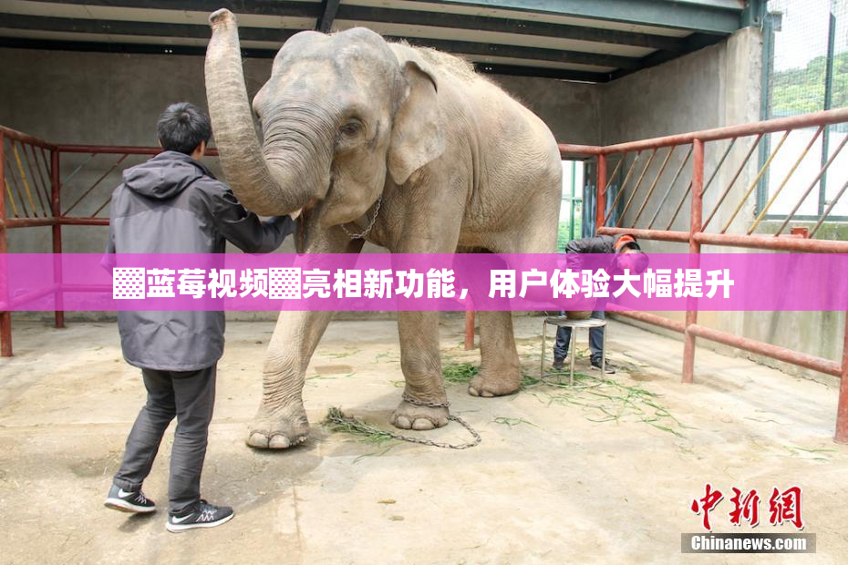 ▓蓝莓视频▓亮相新功能，用户体验大幅提升