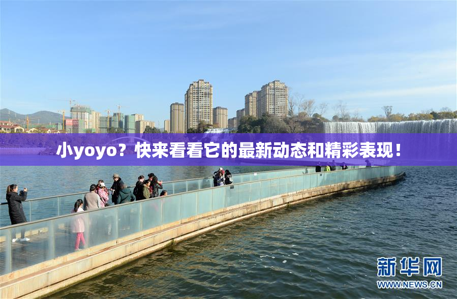 小yoyo？快来看看它的最新动态和精彩表现！