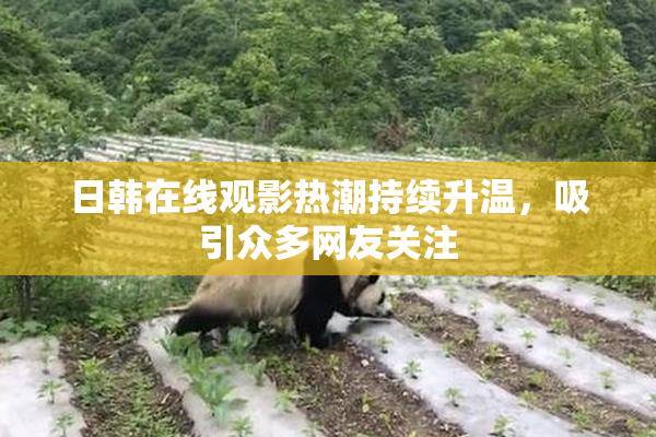 日韩在线观影热潮持续升温，吸引众多网友关注