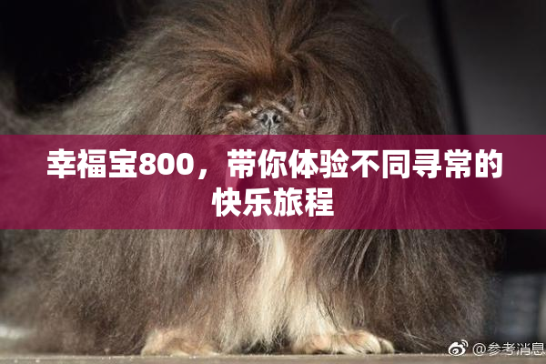 幸福宝800，带你体验不同寻常的快乐旅程
