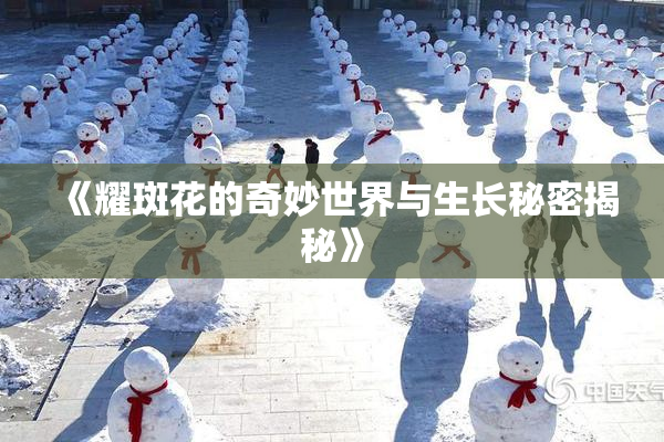 《耀斑花的奇妙世界与生长秘密揭秘》