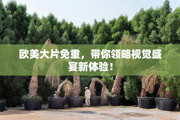 欧美大片免重，带你领略视觉盛宴新体验！