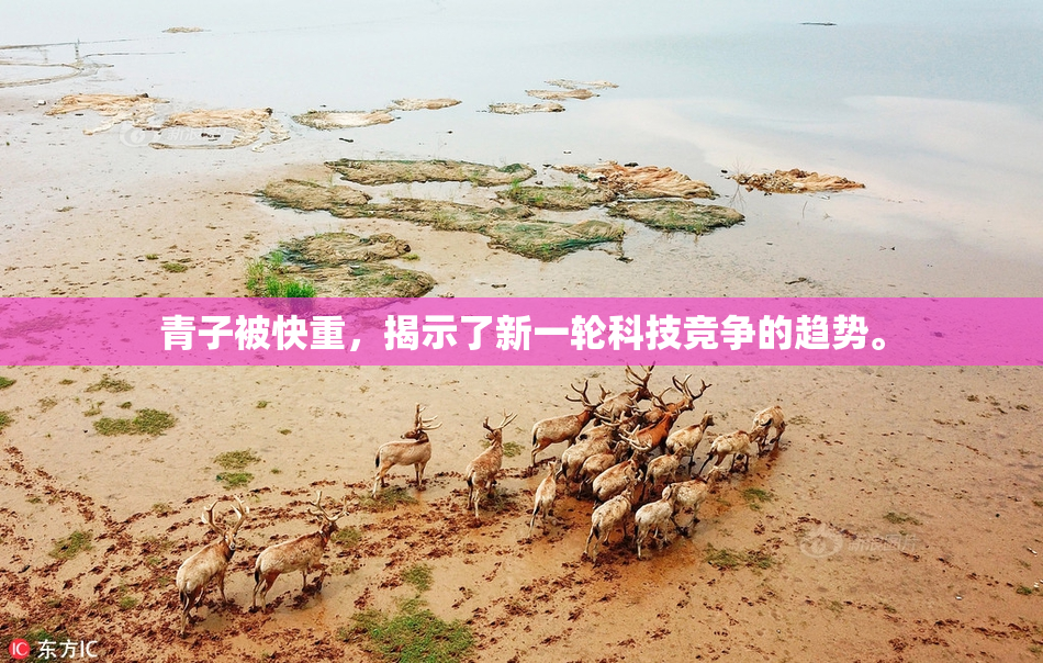 青子被快重，揭示了新一轮科技竞争的趋势。