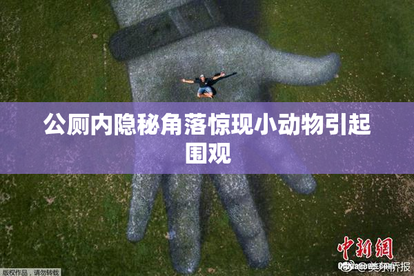 公厕内隐秘角落惊现小动物引起围观