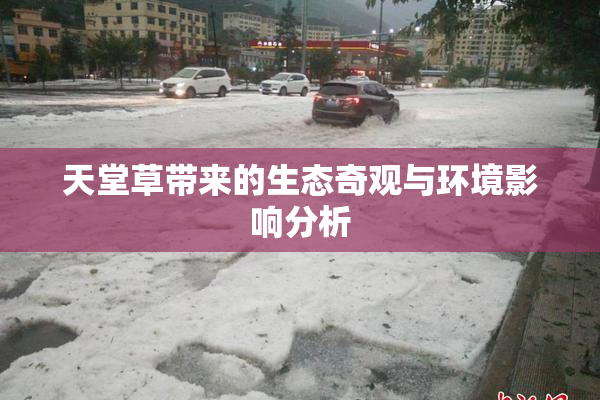 天堂草带来的生态奇观与环境影响分析
