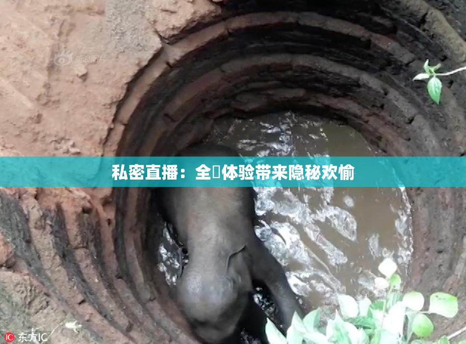 私密直播：全婐体验带来隐秘欢愉