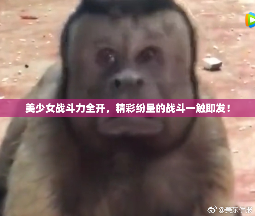 美少女战斗力全开，精彩纷呈的战斗一触即发！