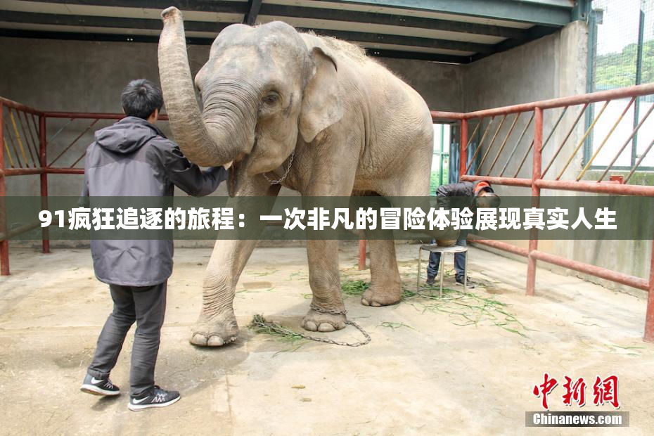 91疯狂追逐的旅程：一次非凡的冒险体验展现真实人生